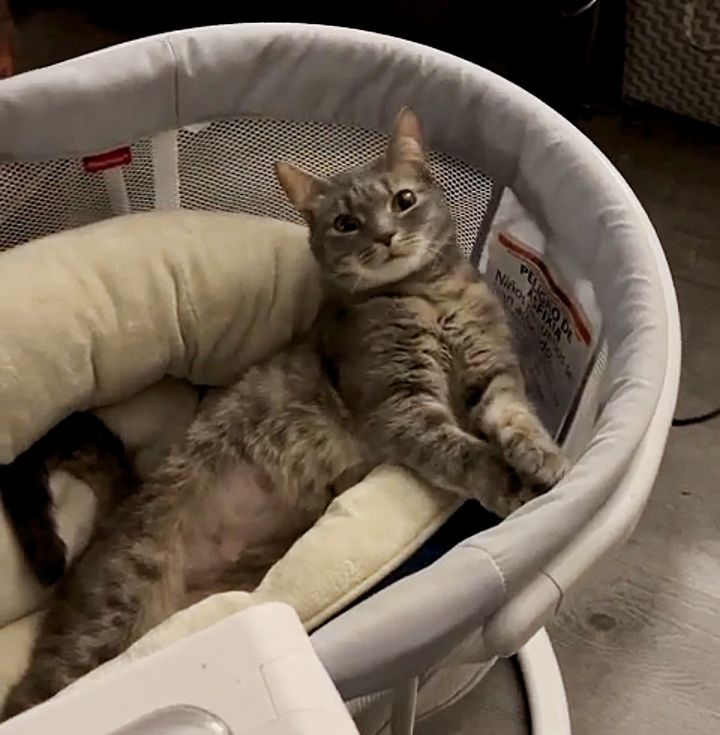 cat in bassinet flip flop